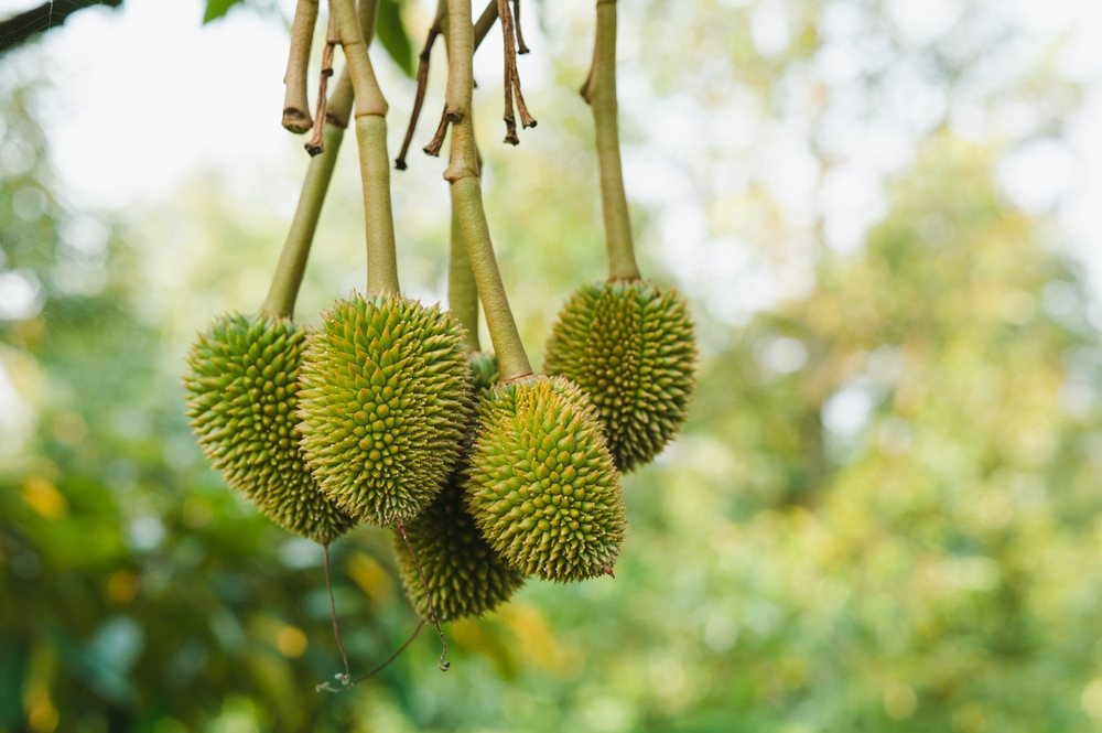 Sầu riêng đi đọt trong giai đoạn nuôi trái