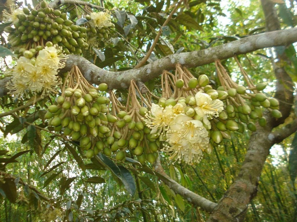 Sầu riêng giai đoạn ra hoa