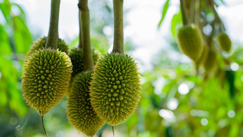 Kỹ thuật xử lý sầu riêng đi đọt giúp tròn trái xanh gai