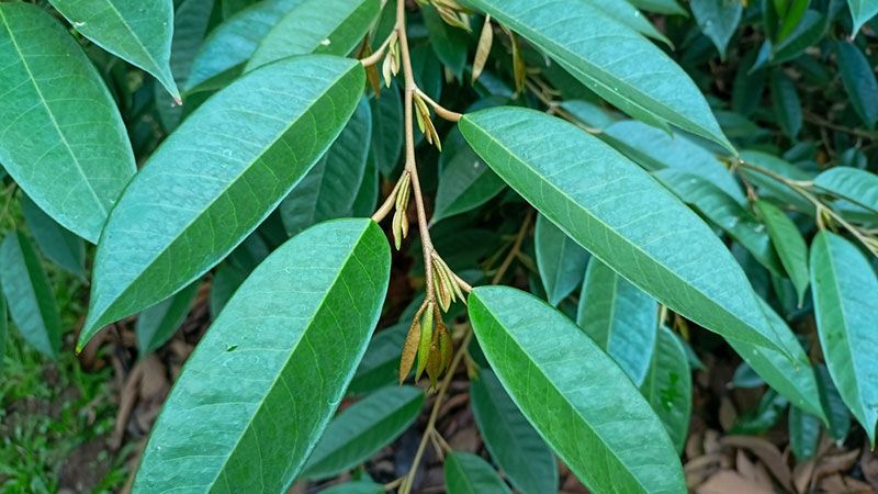 sau-rieng-di-dot