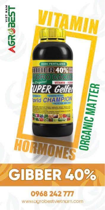 GIBBER 40%