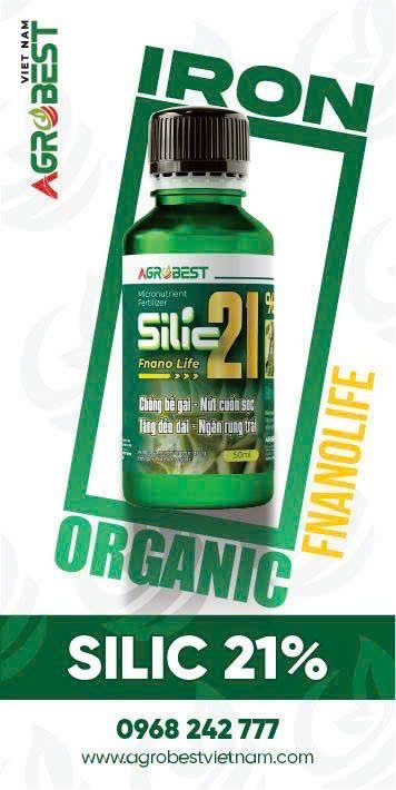 SILIC 21%