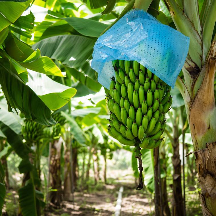 Kỹ thuật kéo cơi và nuôi trái sầu riêng